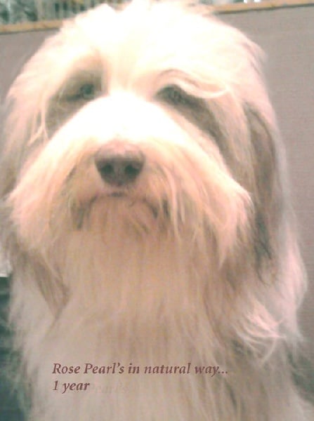 Publication : rosewood pearl's Auteur : Rosewood Pearl's