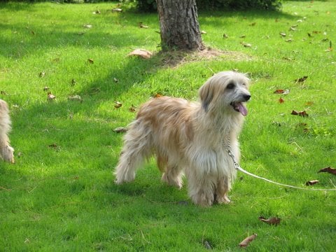 Echalotte De la tuile au loup