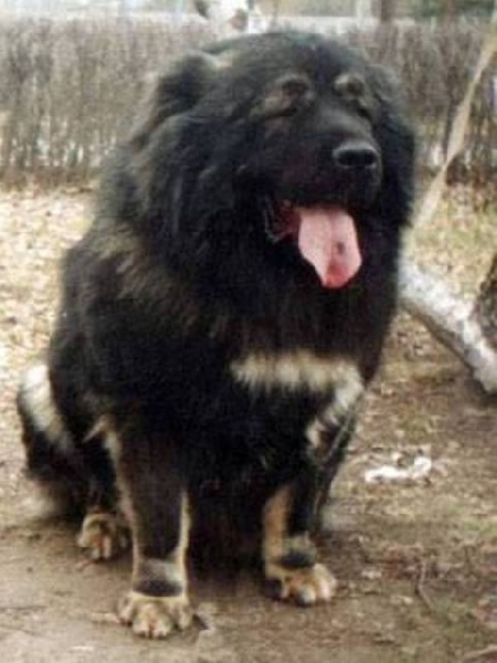 CH. Bagrat (Sans Affixe)