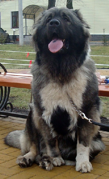 CH. voronezhskie bogatyrie Santina