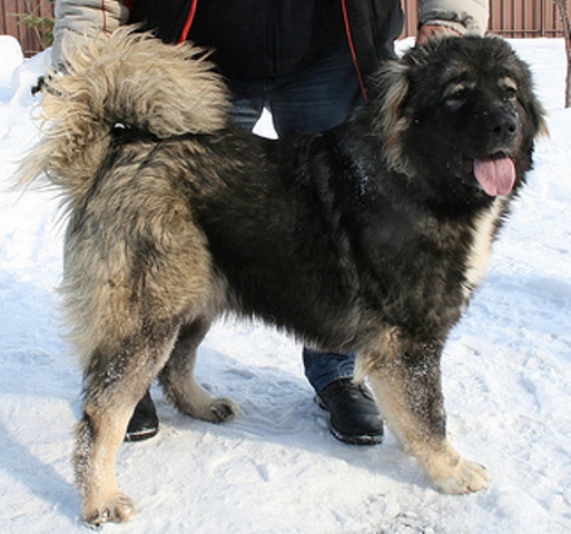 voronezhskie bogatyrie Nora