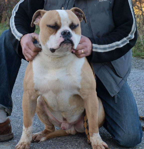 caninedogproject's Emissaire eclair aka diablo