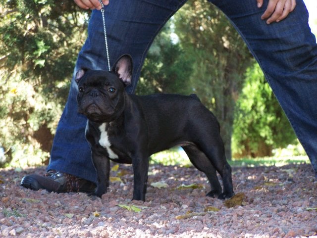 Publication : Del Golfo De Roses