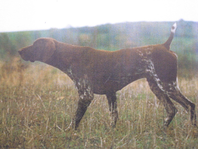 CH. B'lo du vallon de Beaudini