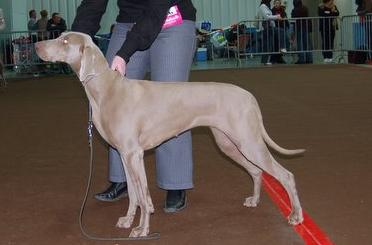 Publication : Flanders joy Auteur : Flanders Joy