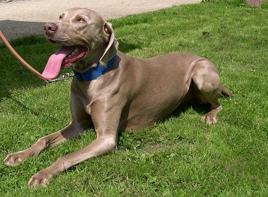 Zorba De l'eau blanche