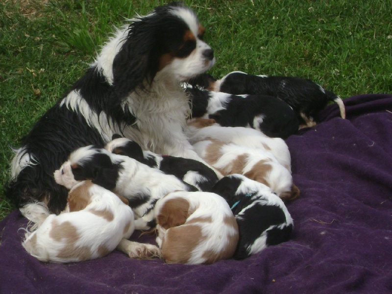 Publication : Du Pouvoir des Trois Auteur : G. BOURQUARD