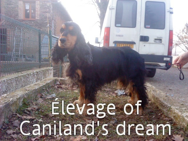 Bimbo of caniland's dream