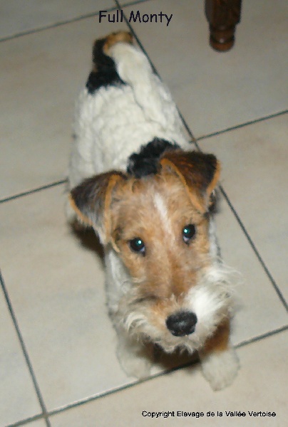 Publication : de la Vallée Vertoise Auteur : Christine LARDOT