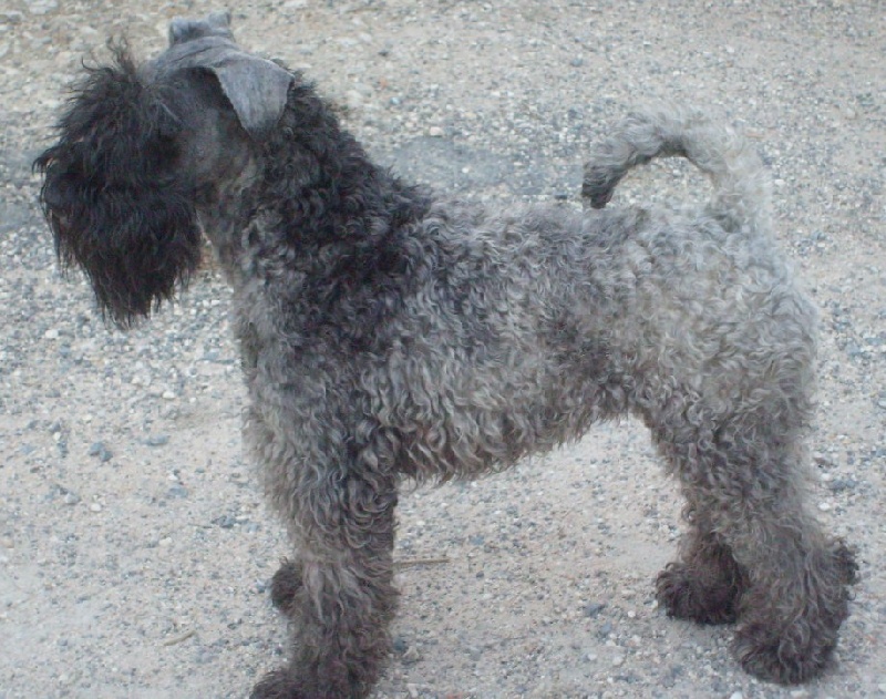 Publication : des nains argentés Auteur : brigitte malordy