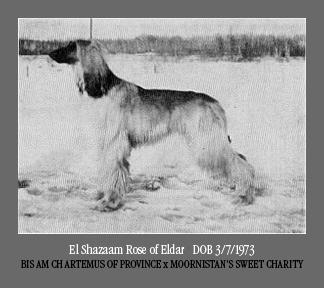 El shazaam Rose of eldar