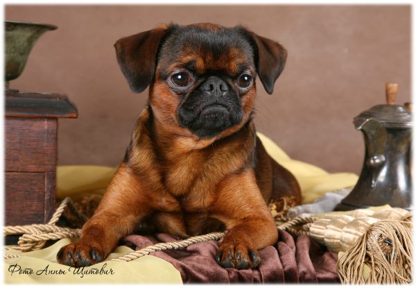 Publication : imgosbull