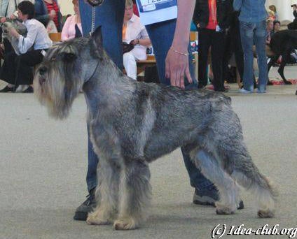 CH. dronas Inspektor rex