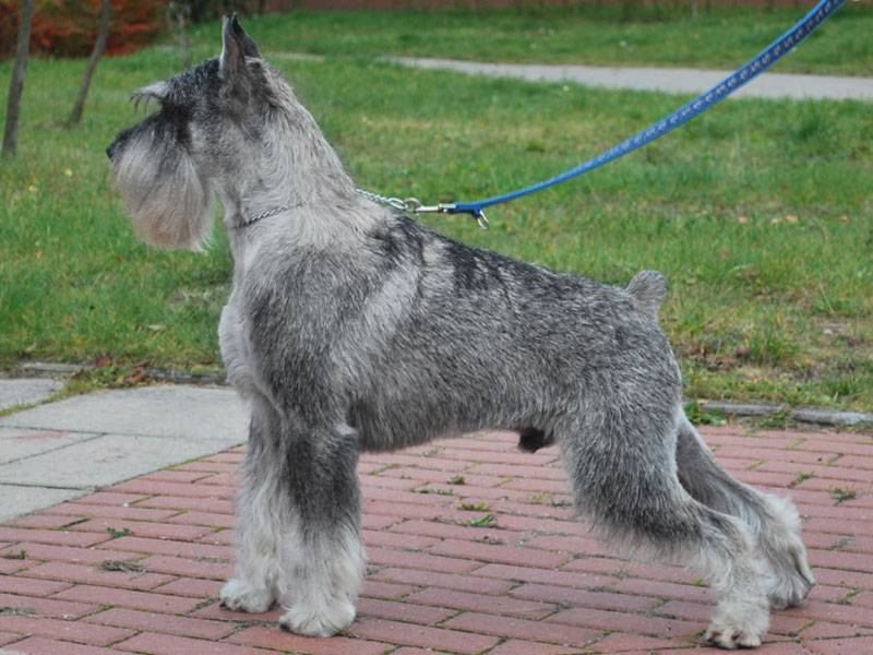 Publication : artax's angels Auteur : A.Wasiak