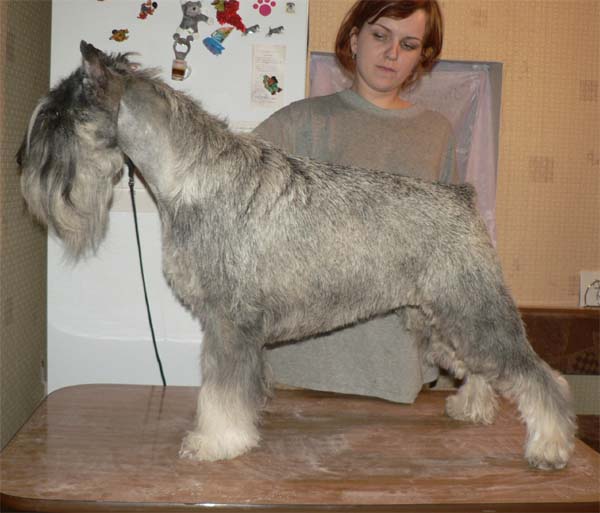 CH. Jetaime talhi Flayming dance