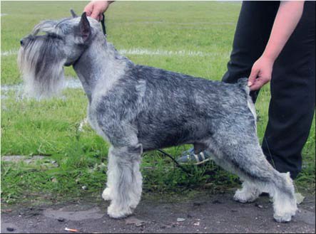 CH. dronas Mister iks