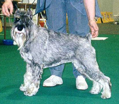 CH. Jetaime talhi Dragonheart