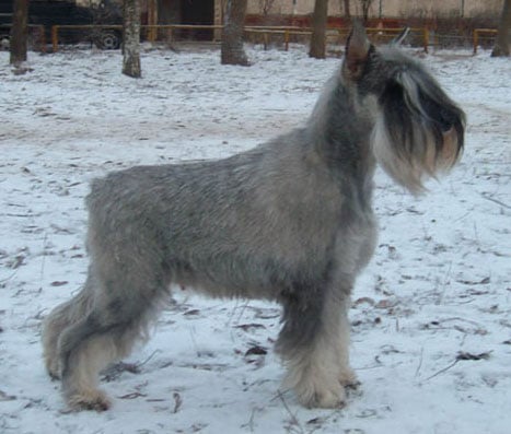 CH. Jetaime talhi Jasmina