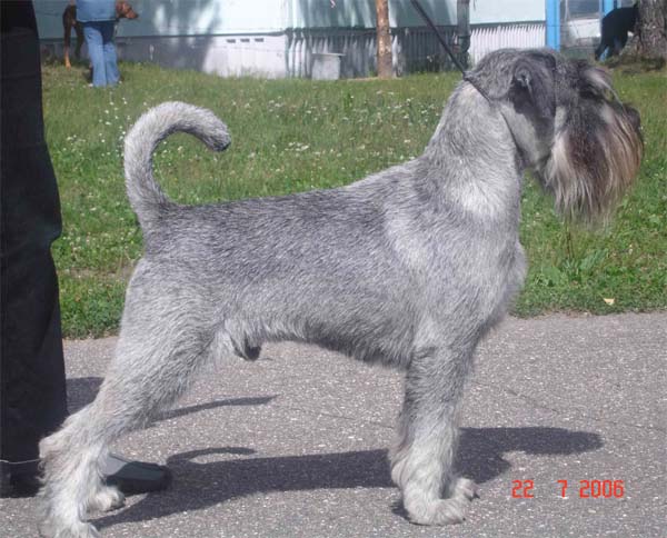 CH. Jetaime talhi Centurion