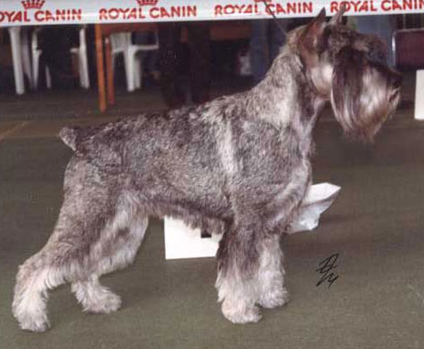 CH. Jetaime Instant victory