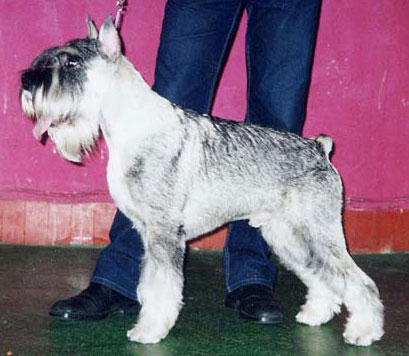 CH. Jetaime talhi Nestling