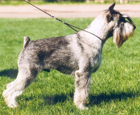 CH. Jetaime talhi Raritet