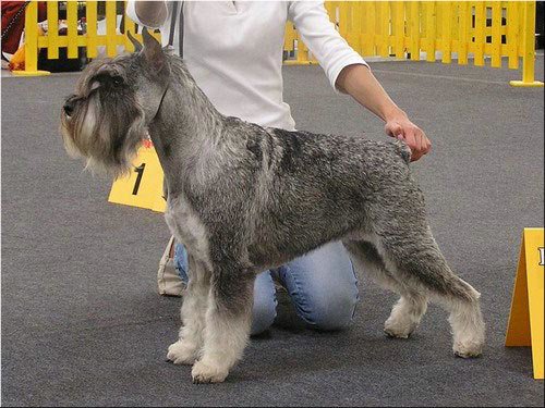 CH. dronas Happy case