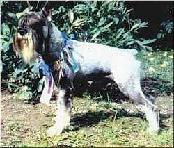 CH. z kamenné obce cs Bent