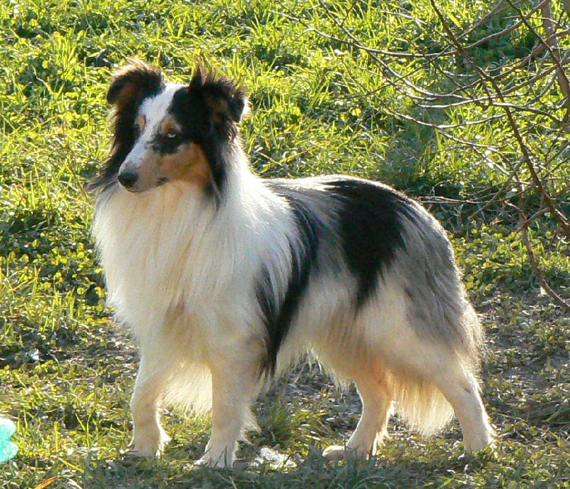 Publication : Des Reflets De Braises