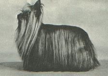 CH. Mr pim Of johnstounburn