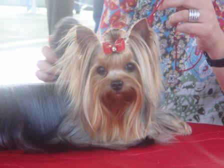 CH. Mardel's Reaching for the stars