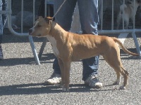 Étalon American Staffordshire Terrier - Elia hope on line
