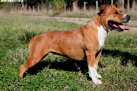 Étalon American Staffordshire Terrier - Bathylde de Théop's