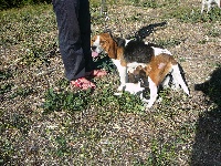 Étalon Beagle - Vénus (Sans Affixe)