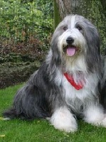 Étalon Bearded Collie - rosewood pearl's Xotic leave