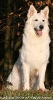 Étalon Berger Blanc Suisse - CH. Indirales shine Of haely's future
