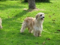 Étalon Berger des Pyrenees à poil long - Echalotte De la tuile au loup