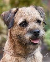 Étalon Border Terrier - CH. standish's Cosmopolitan