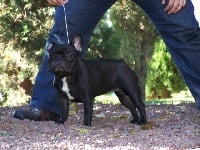 Étalon Bouledogue français - Miracle Del Golfo De Roses