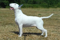 Étalon Bull Terrier - Untitled Dna at rocabull