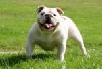 Étalon Bulldog Anglais - Hilary van Trod