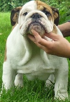 Étalon Bulldog Anglais - Myfairbull Jackie lady