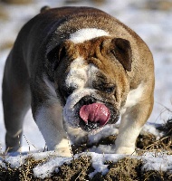 Étalon Bulldog Anglais - Lucky strike v.d. molen de hoop