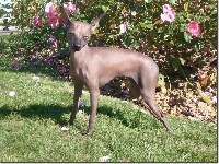 Étalon Chien nu mexicain - Emma peal du Mont des Serfs