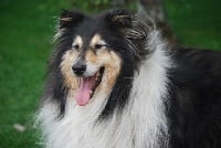 Étalon Colley à poil long - CH. Douki du clos des chardonnerets