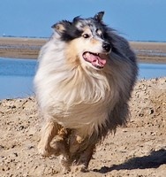 Étalon Colley à poil long - CH. Alpina du clos des chardonnerets