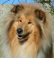 Étalon Colley à poil long - CH. Lassie du clos des chardonnerets