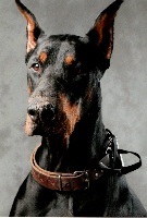 Étalon Dobermann - Usthon preston von jahrestal