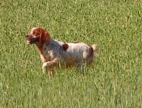 Étalon Epagneul Breton - Charia Des pigenettes