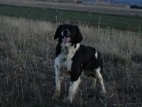 Étalon Epagneul Breton - Isla casa ato